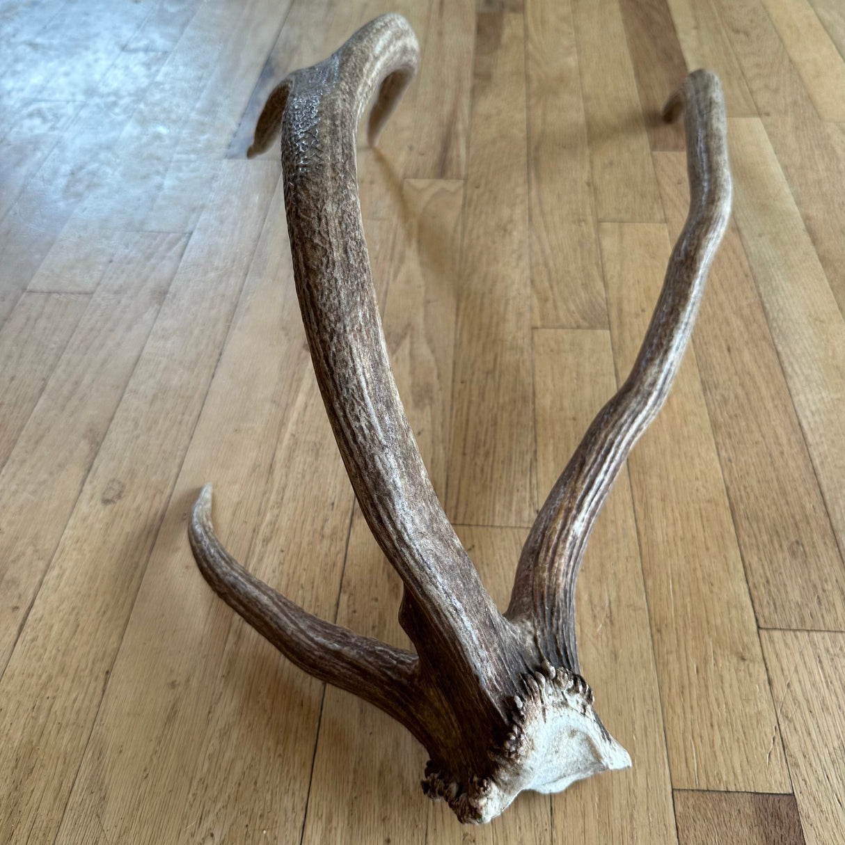 "crazy thing" Elk antler