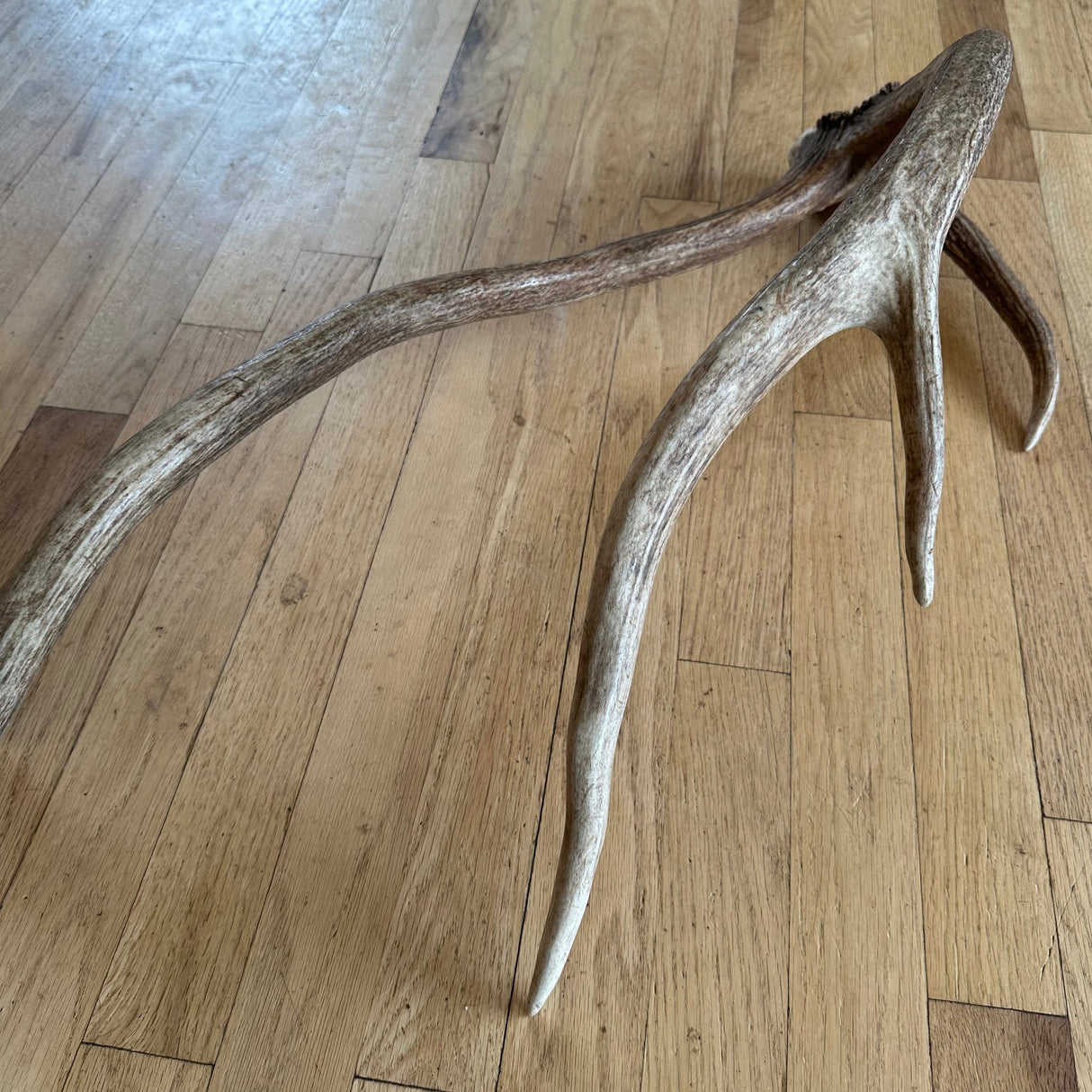 "crazy thing" Elk antler