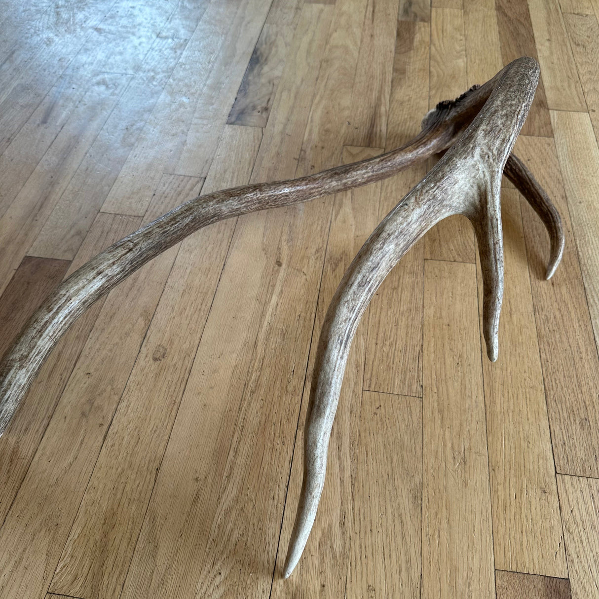 "crazy thing" Elk antler