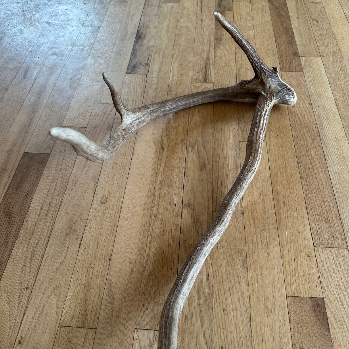 "crazy thing" Elk antler