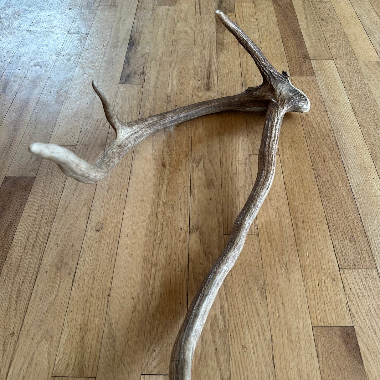 "crazy thing" Elk antler