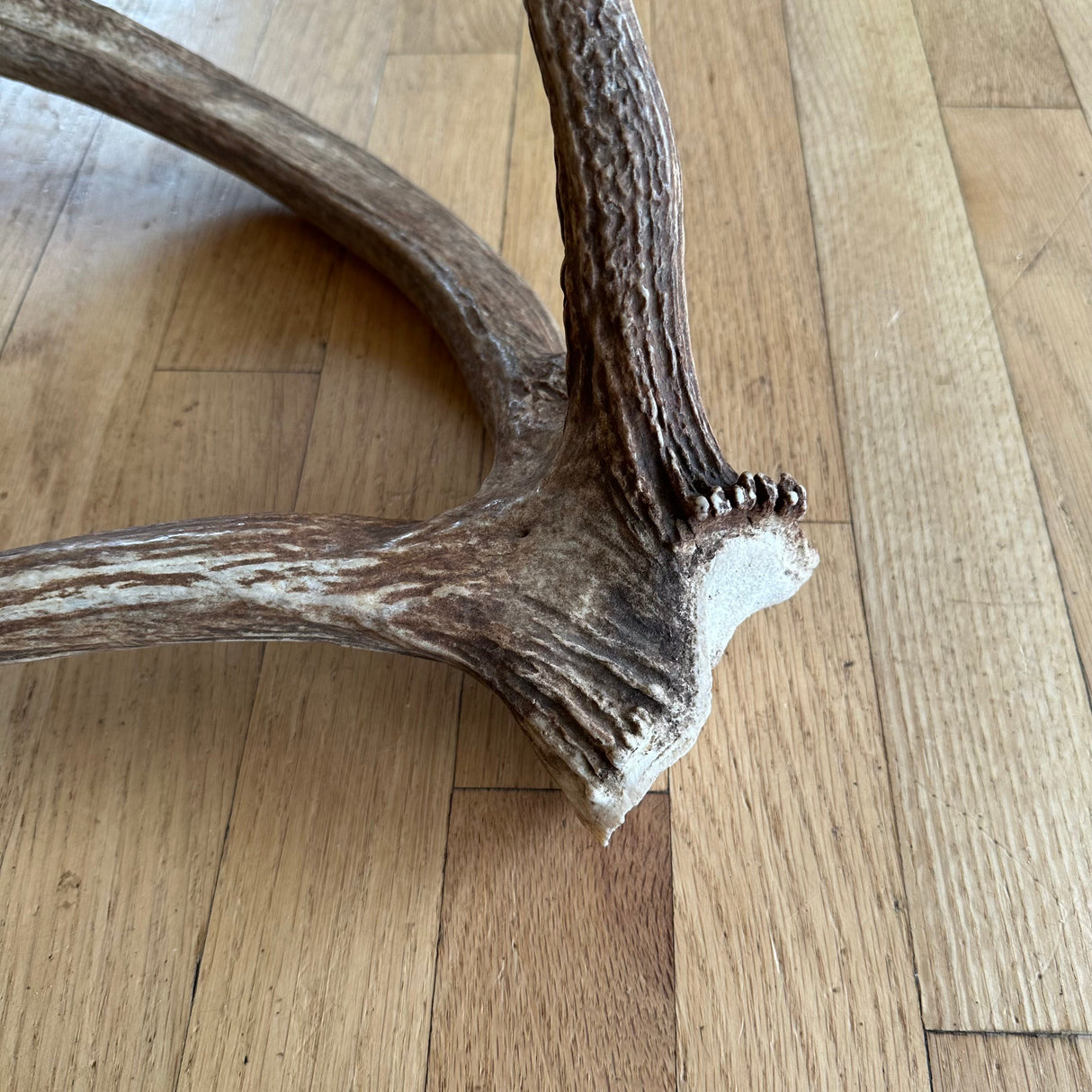 "crazy thing" Elk antler