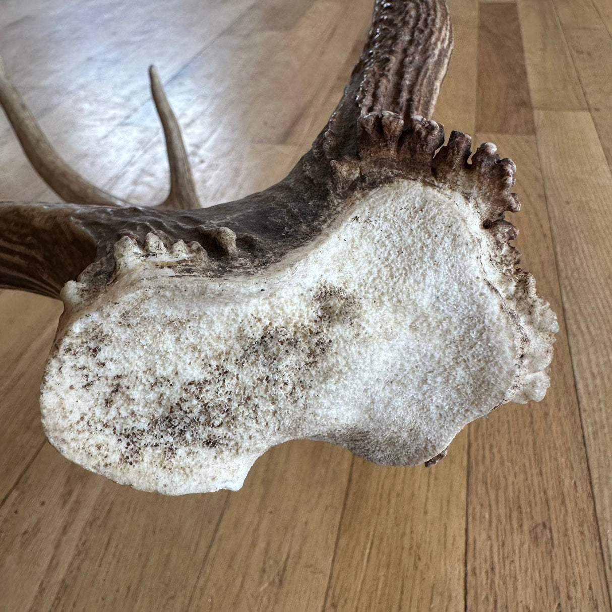 "crazy thing" Elk antler