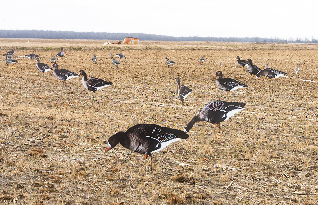 speck group cover copy