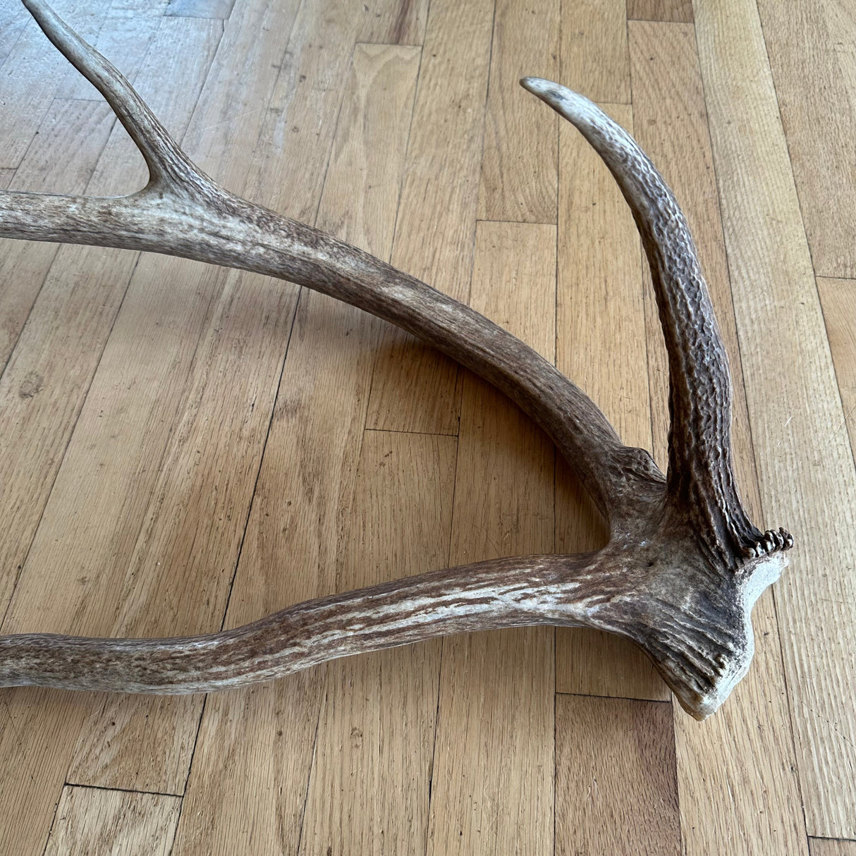 "crazy thing" Elk antler